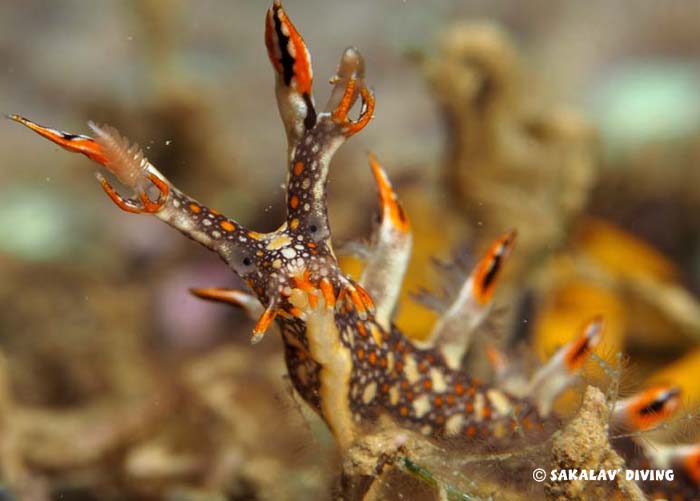 Nudibranches et planaires de Nosy Be